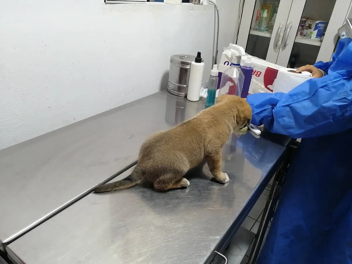 Veterinaria Que Guau