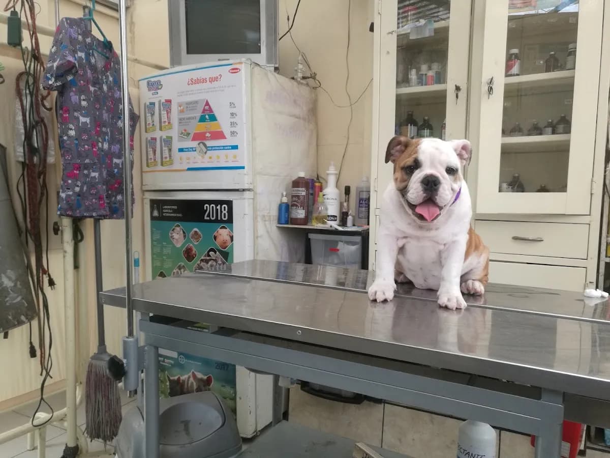 Veterinaria CielitoVet
