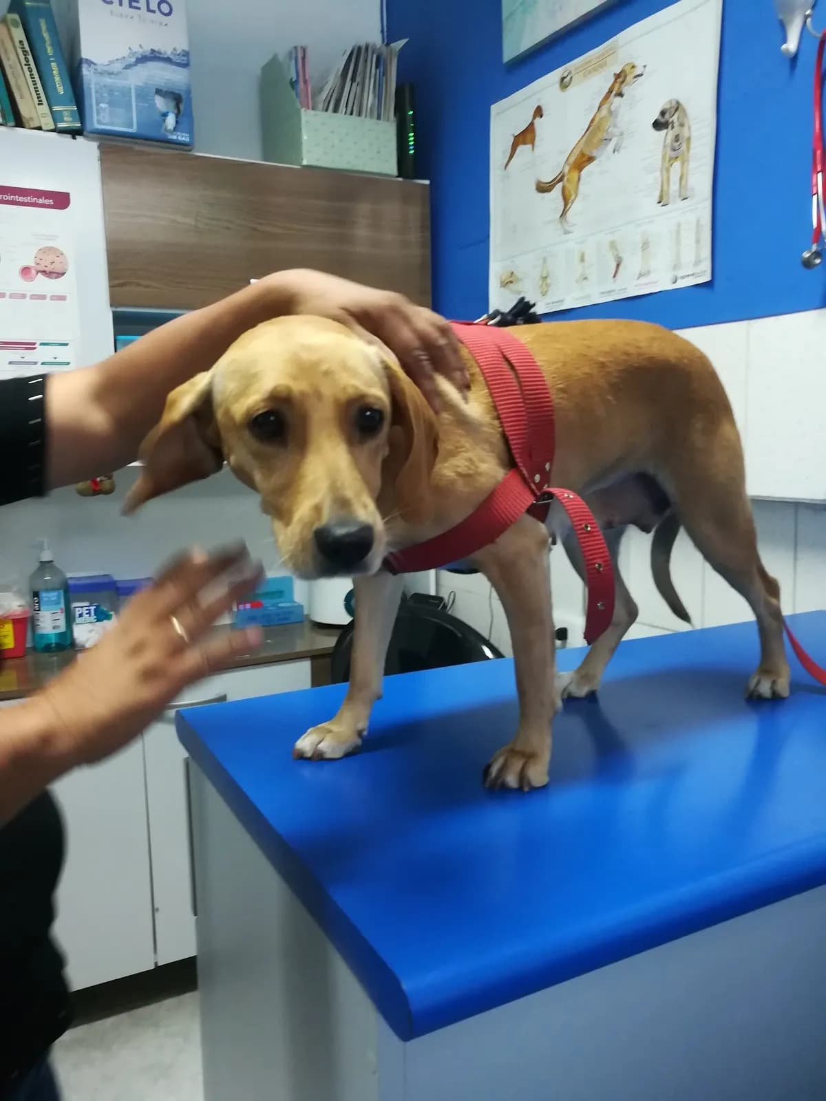 Petmedic Veterinaria