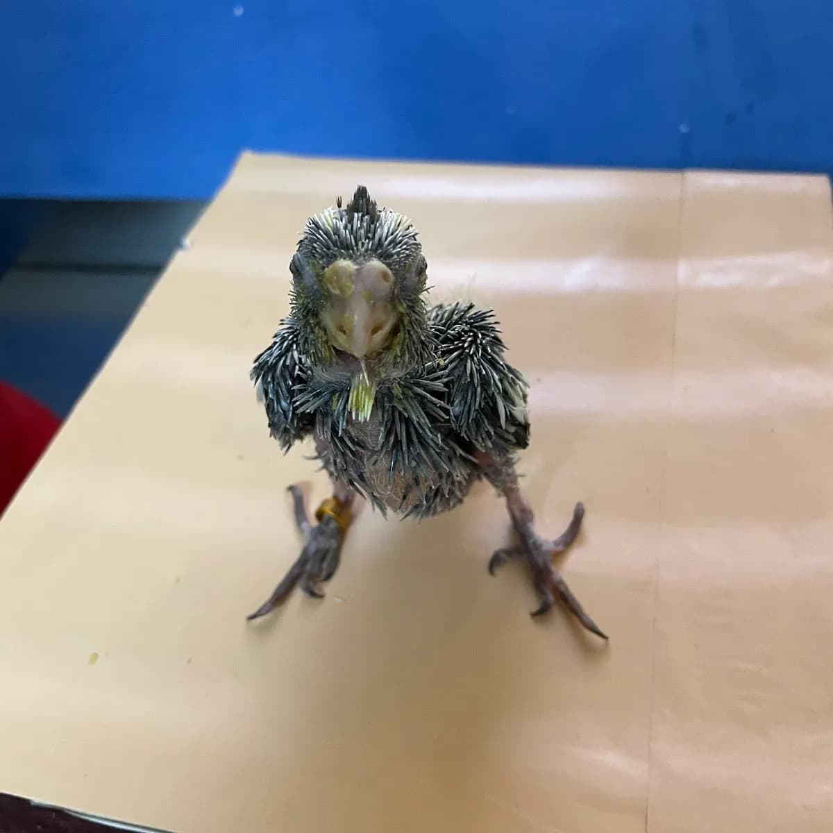 DR VET
