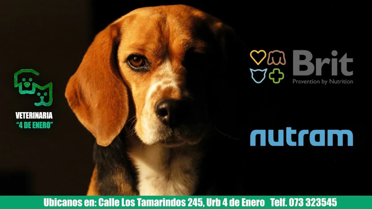 Veterinaria 4 de Enero