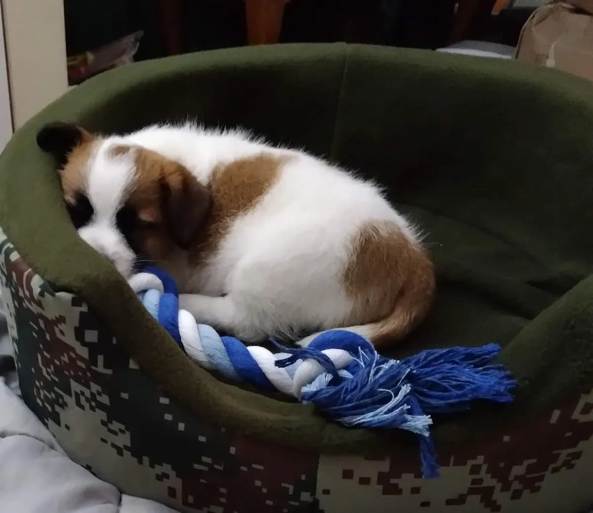 The pet's corner