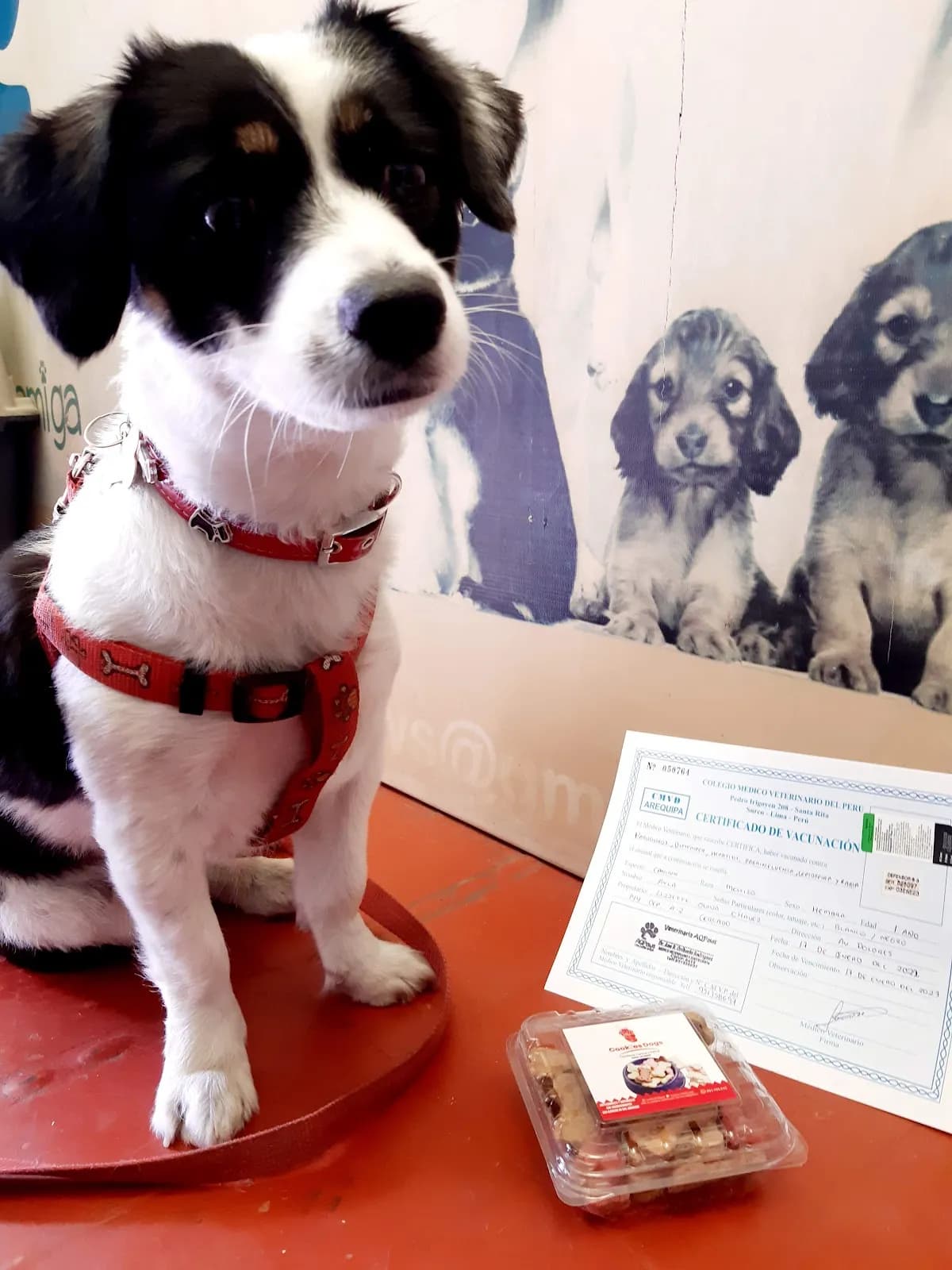 Veterinarias AQPaws