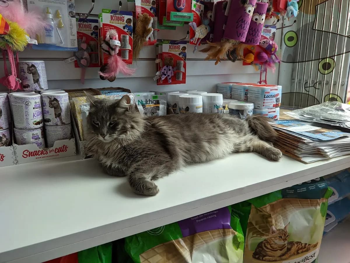 Gatuario Surco