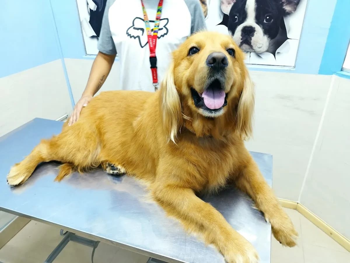 veterinaria DERMAPET