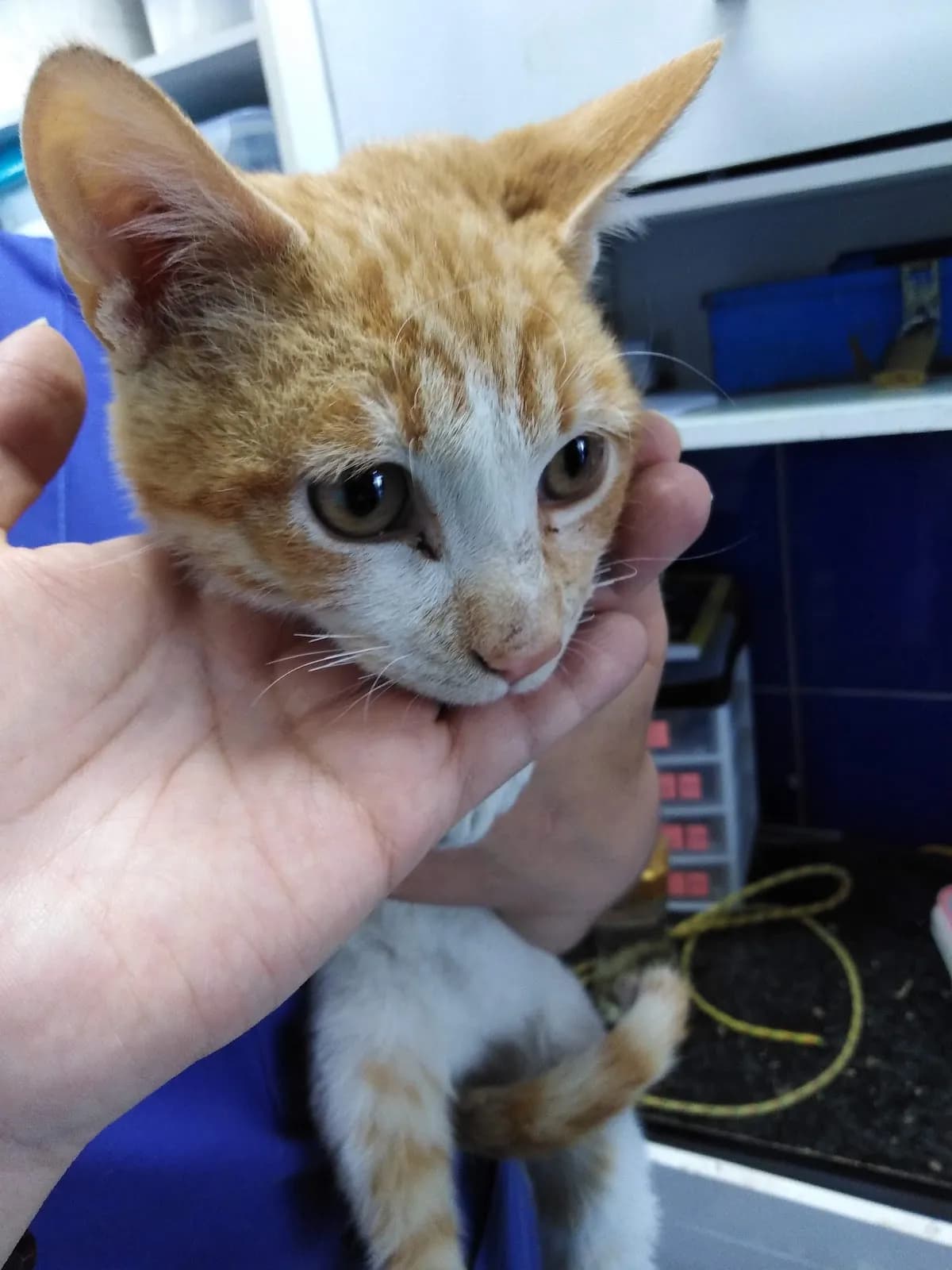 Veterinaria Puywan