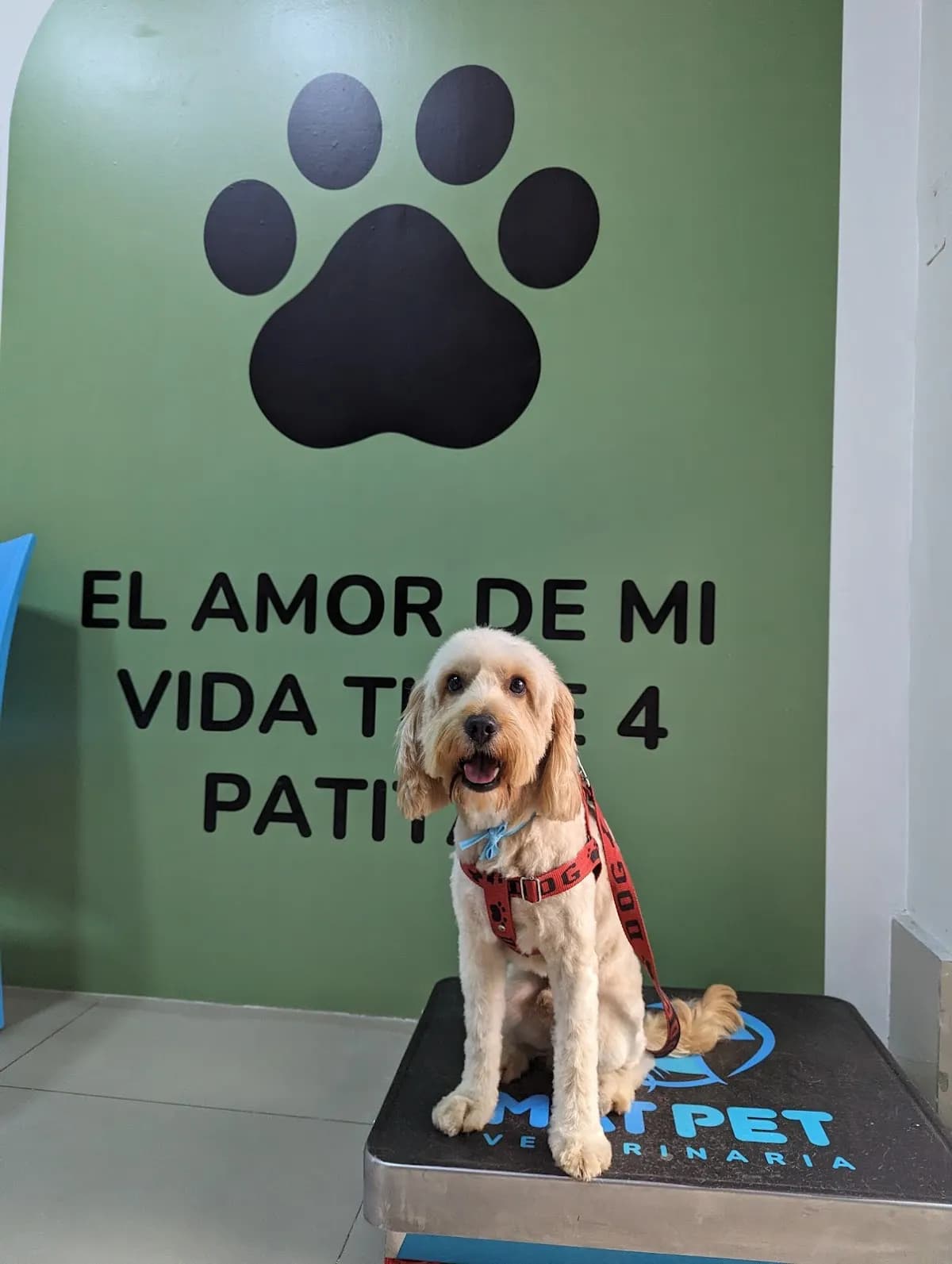 Veterinaria MAT PET