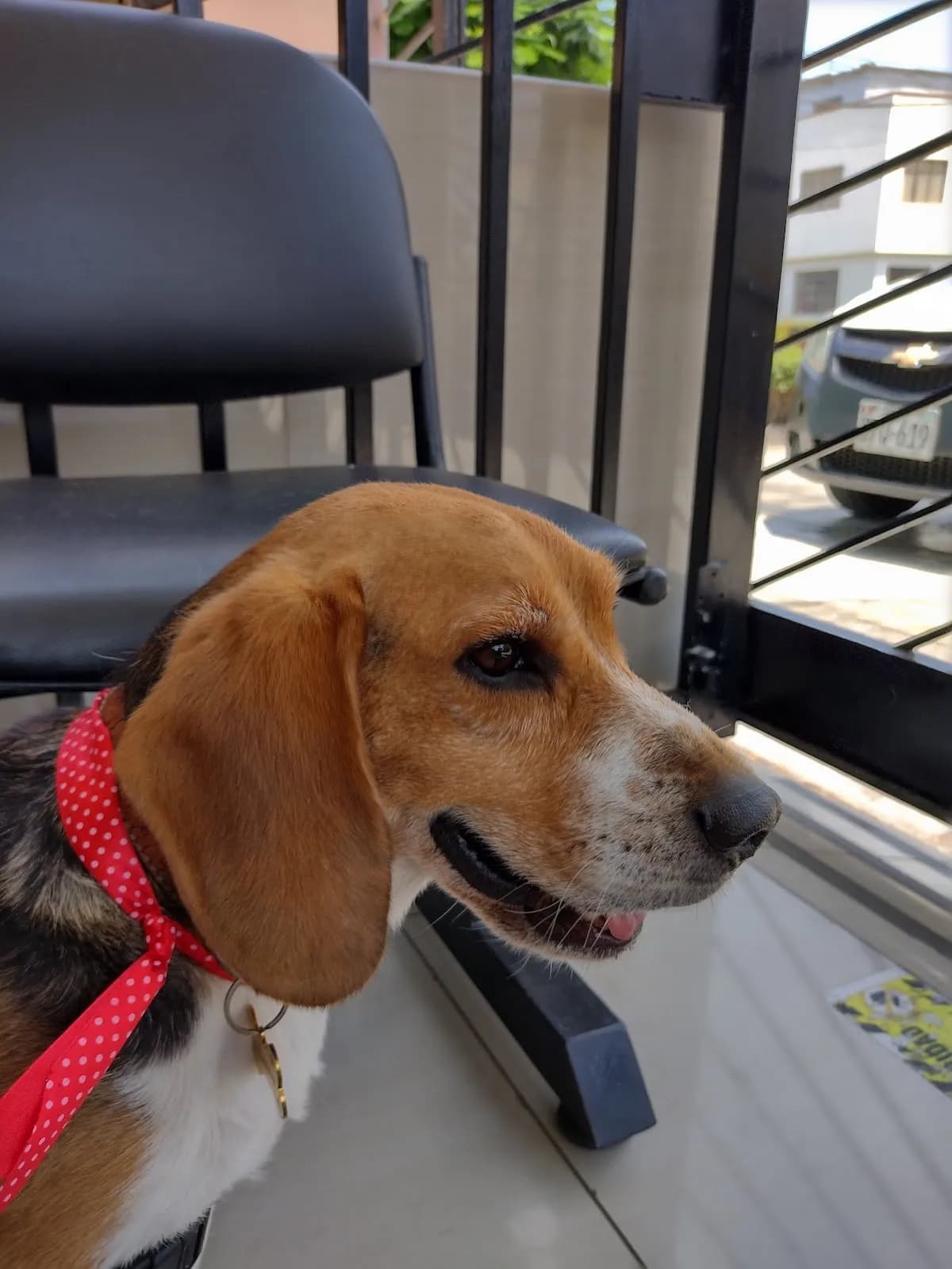 Asvet-veterinario