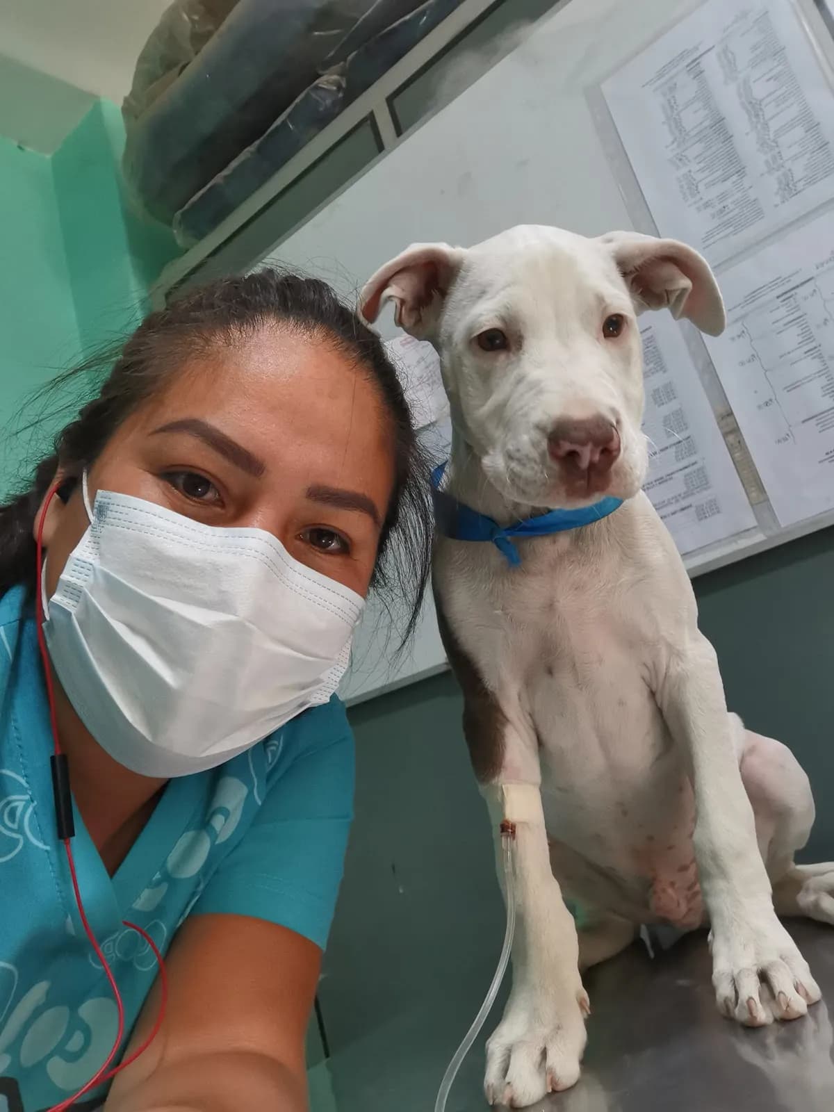 Veterinaria Belto home