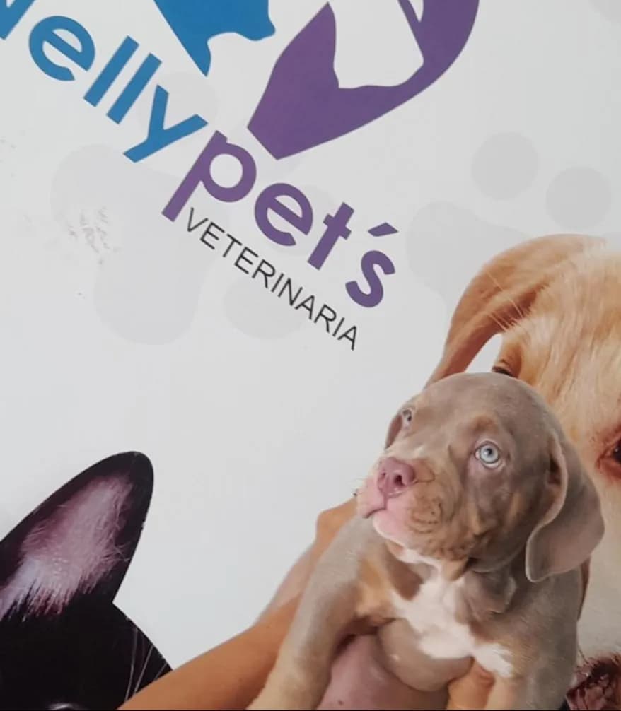 Nellypet's