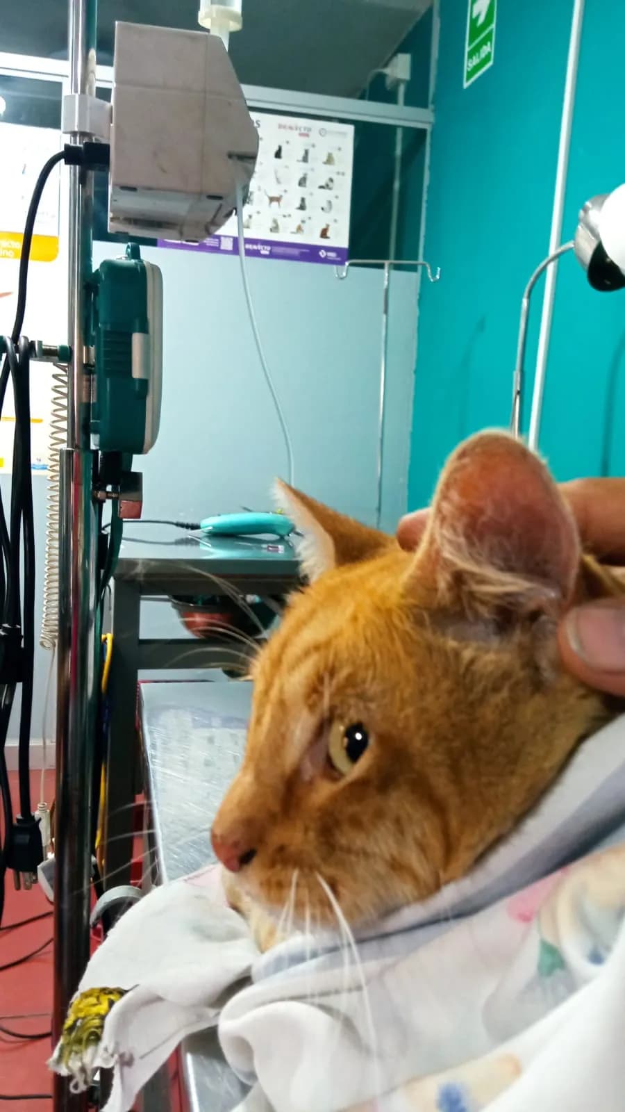 Veterinaria Ali Baba
