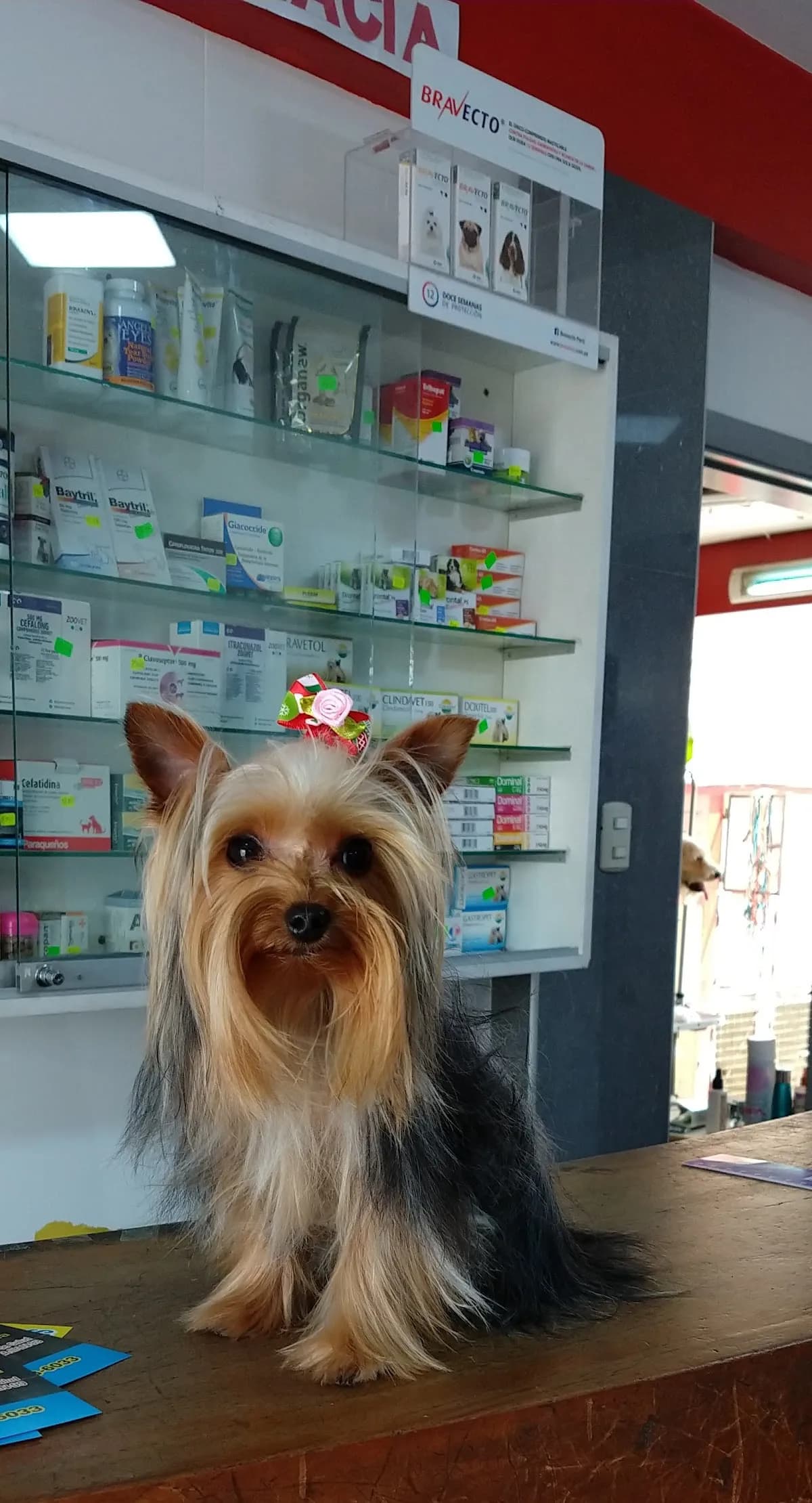 Veterinaria Missiego