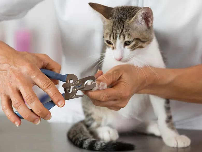 Narizotas Veterinaria