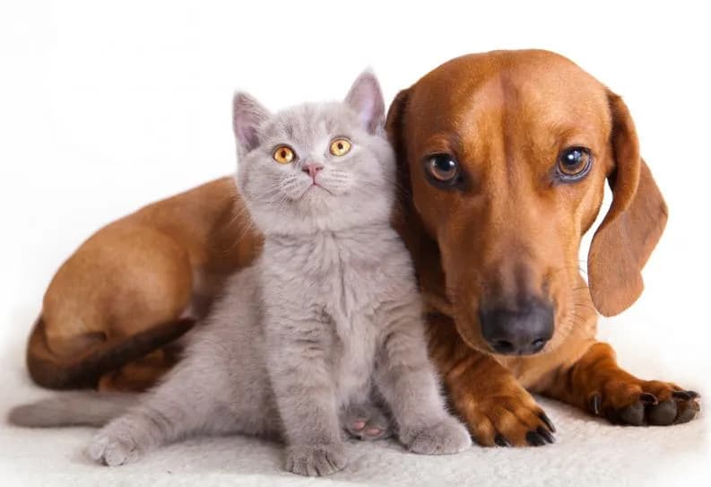 Veterinaria El Aliso