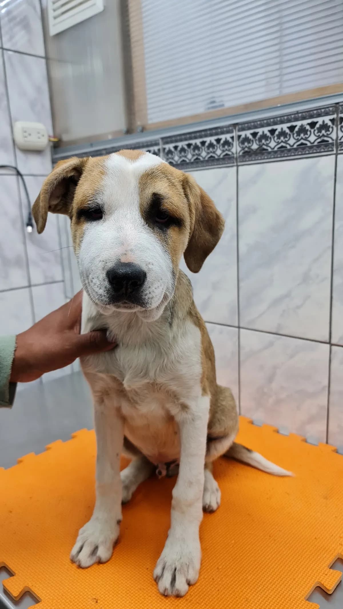 Veterinaria El Tambo
