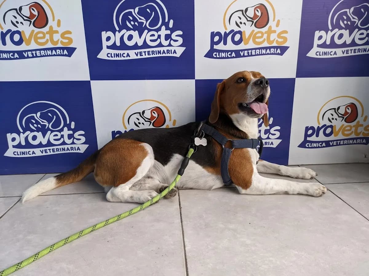 Veterinaria Provet's