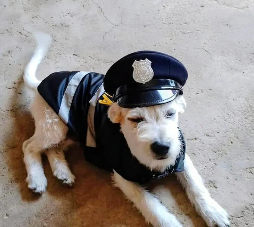 Veterinaria Mister Can