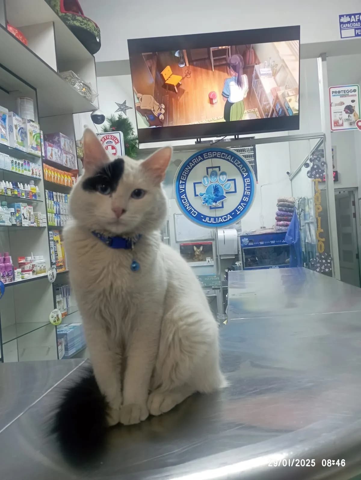 Veterinaria Blues Vet