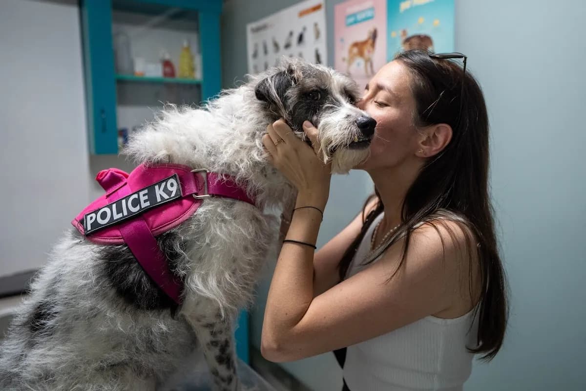 Yovis Veterinaria