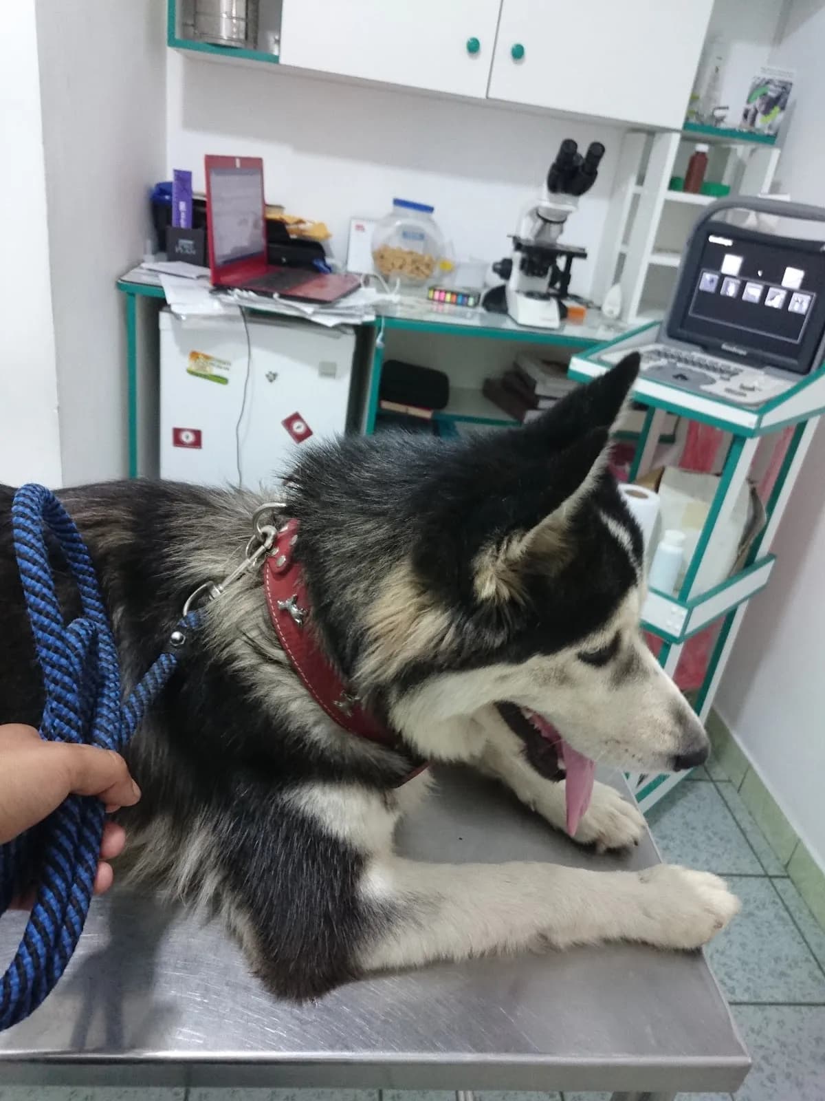 Veterinaria Mercurio
