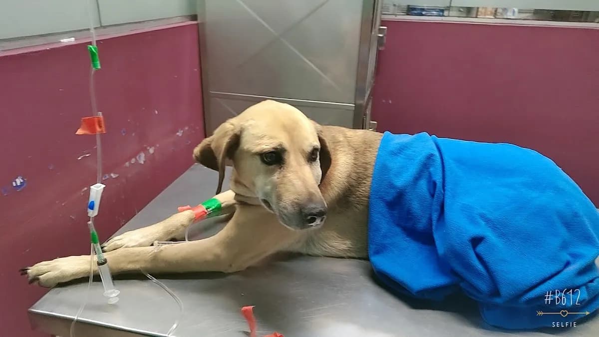 Veterinaria Dr. Mascota