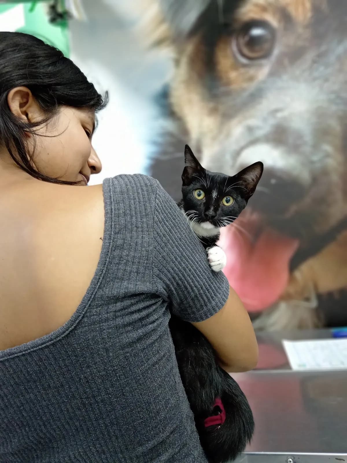 VETERINARIA VIDA SANA