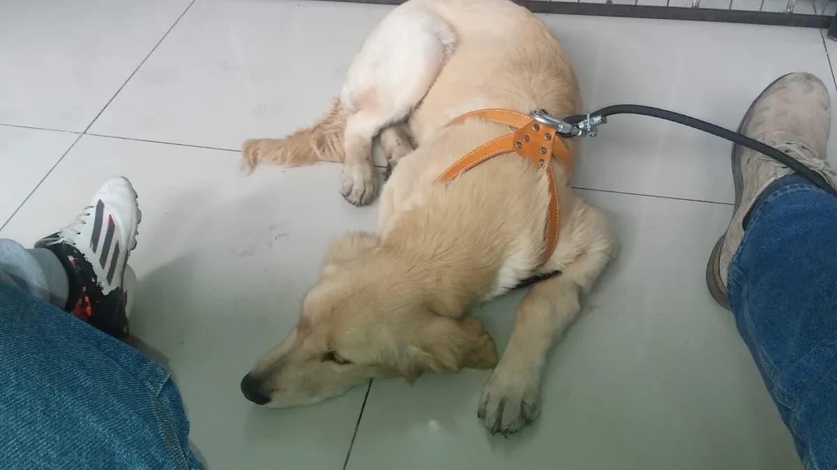 CharliPet