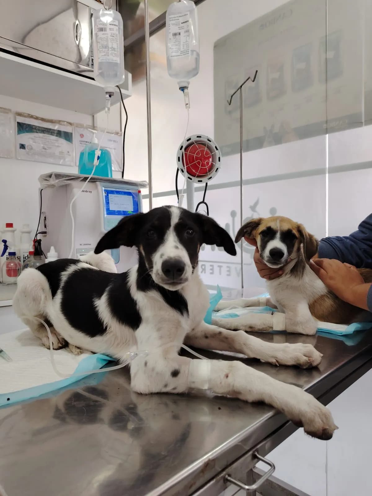 Veterinaria ULTRAVET