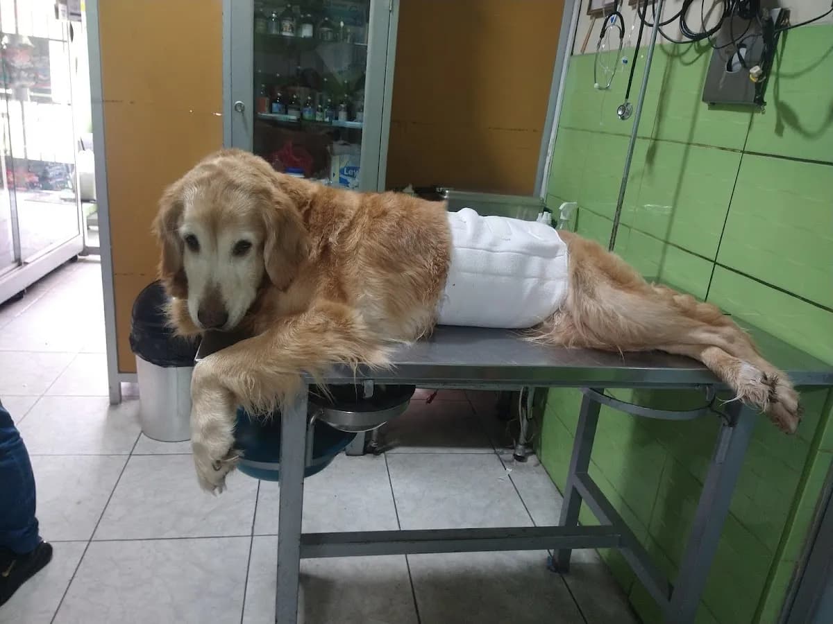 Veterinaria Capella