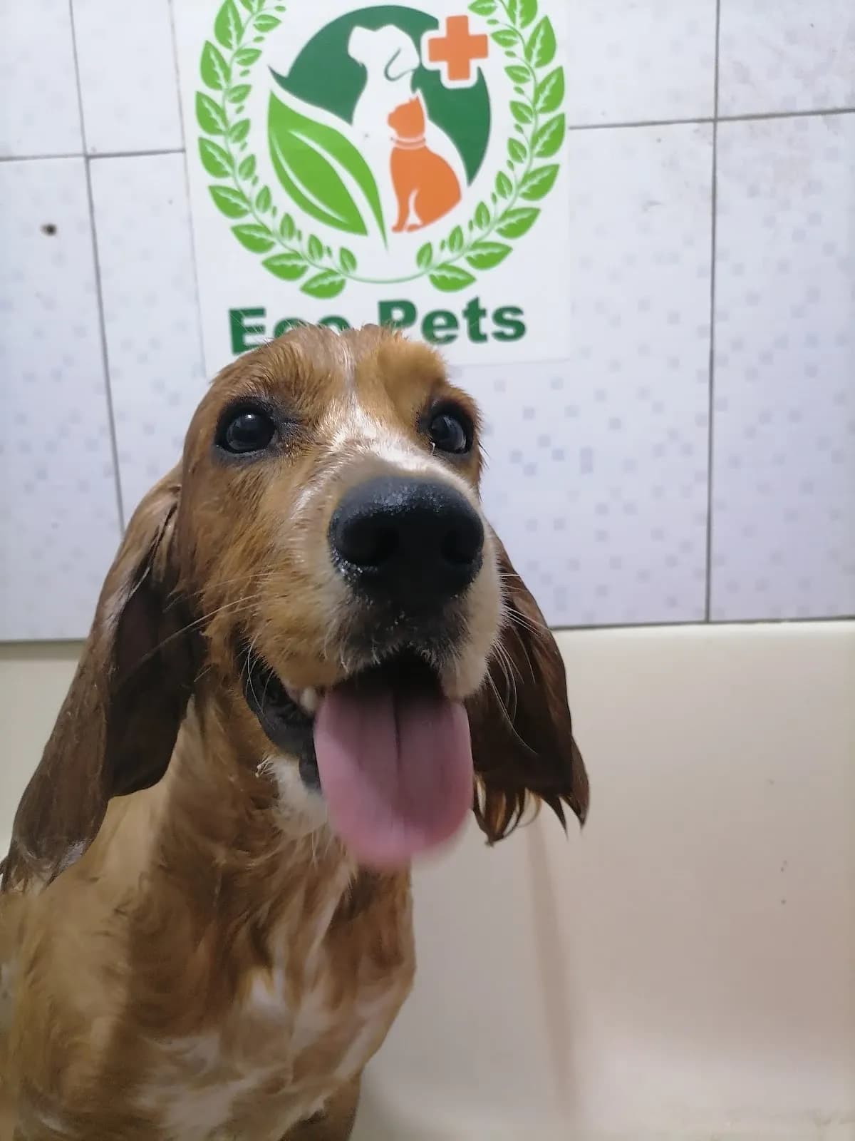 EcopetsPeru