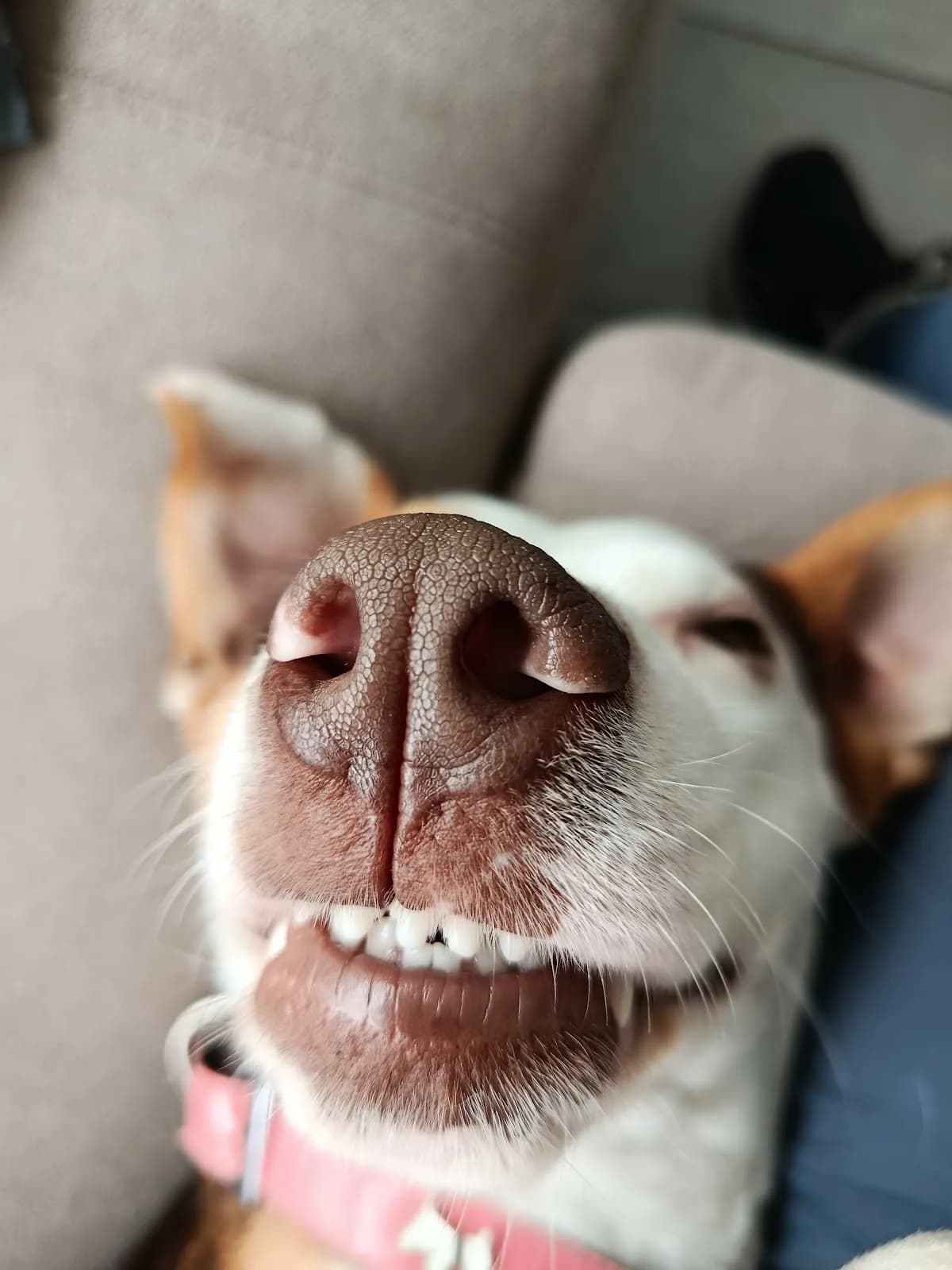 Master Pets
