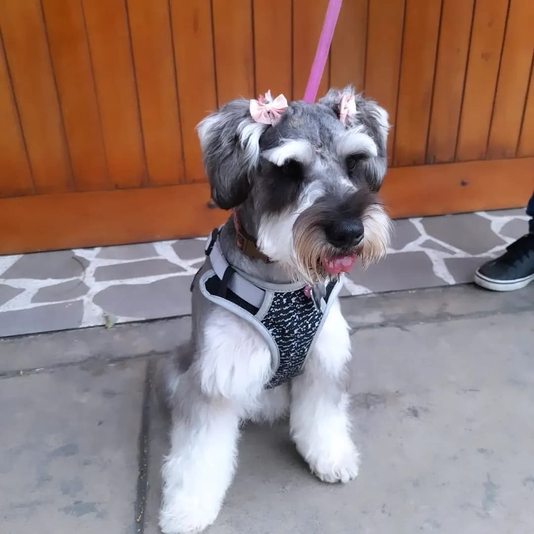 PET POINT Spa - Grooming