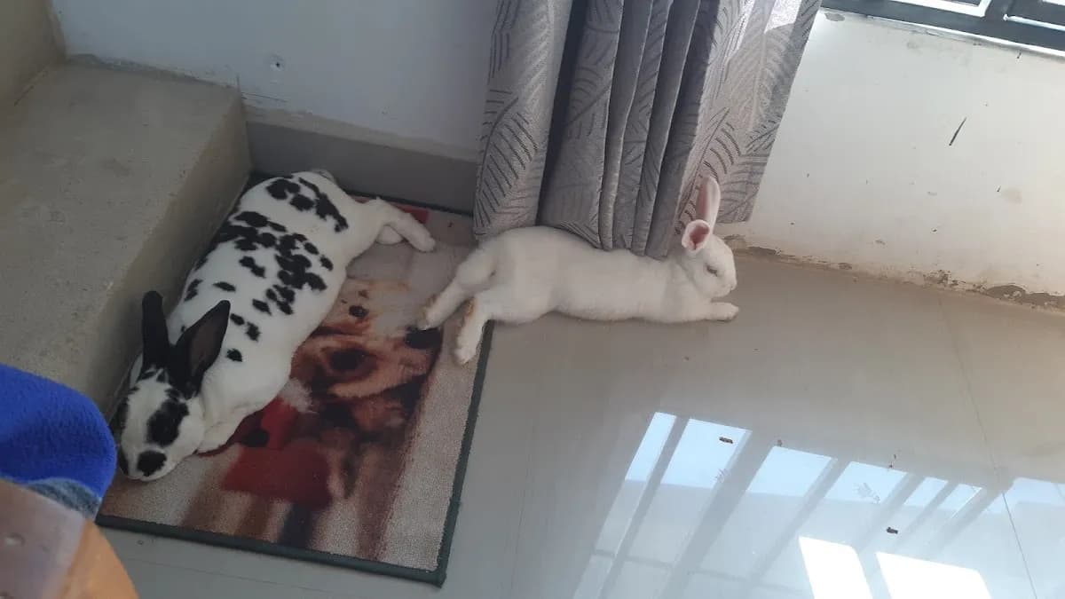 Pet's World