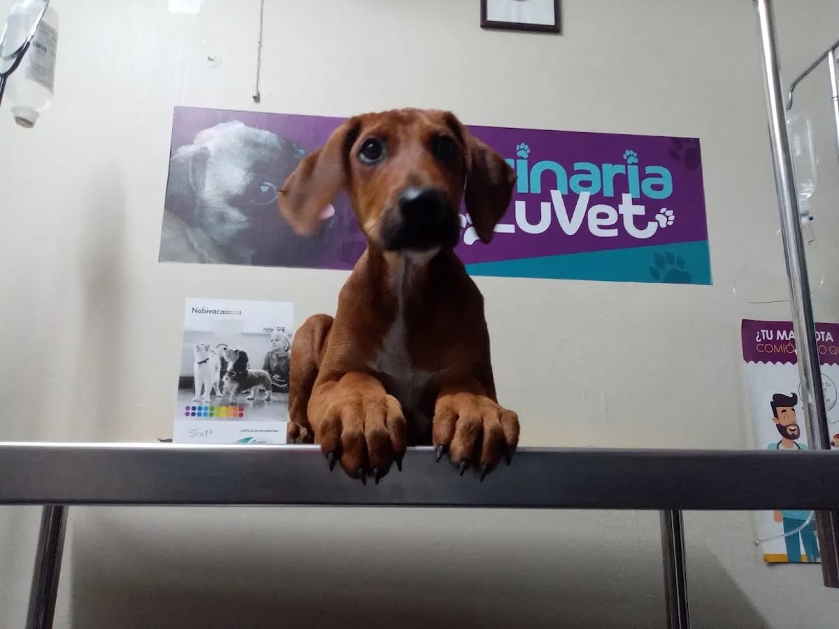 Veterinaria LUVET