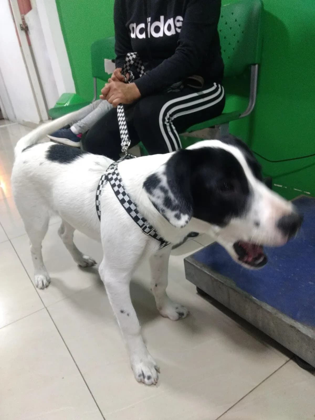 Veterinaria CVM