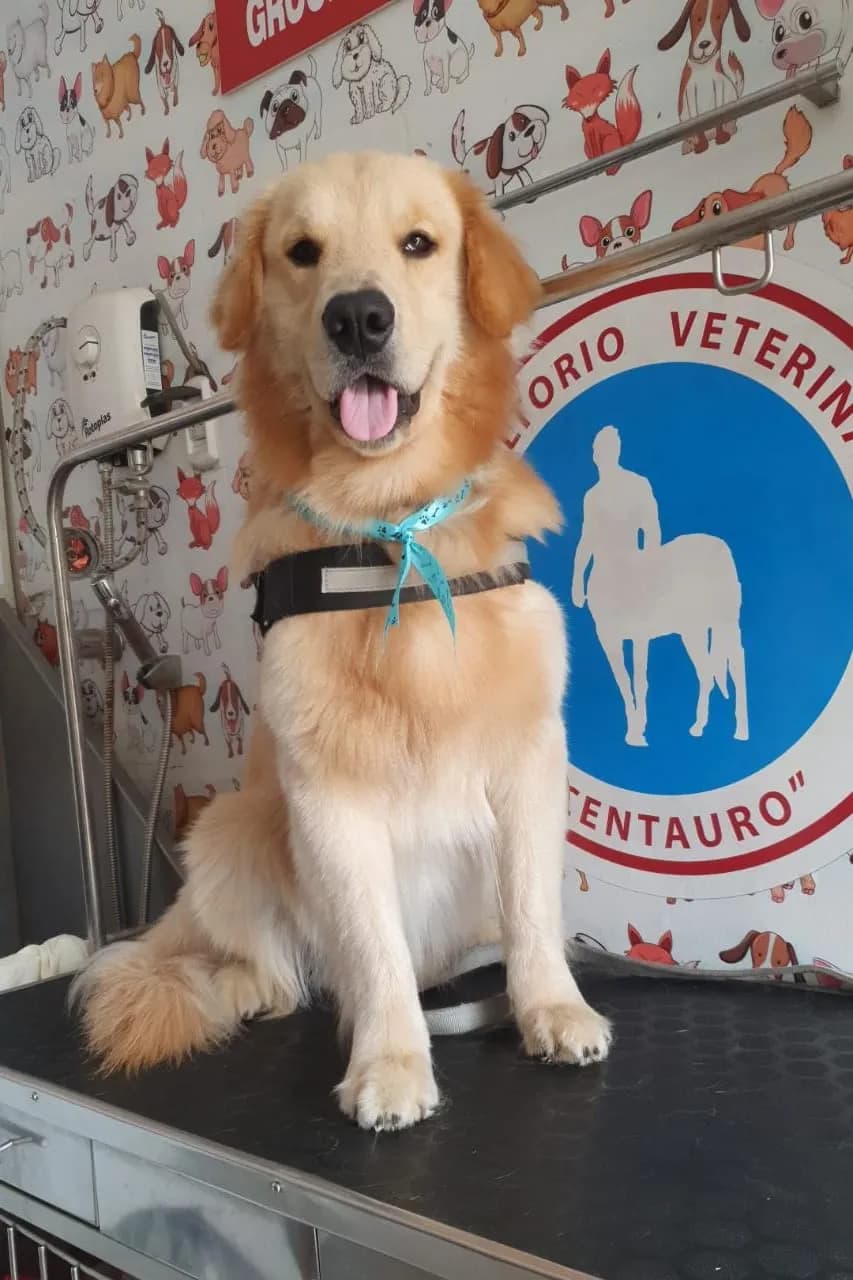 Veterinaria Centauro