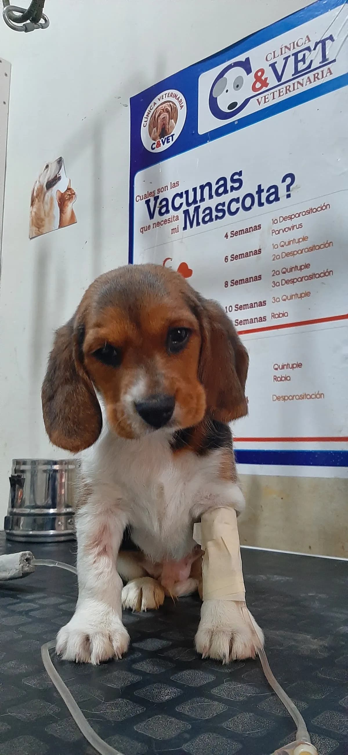 C & Vet