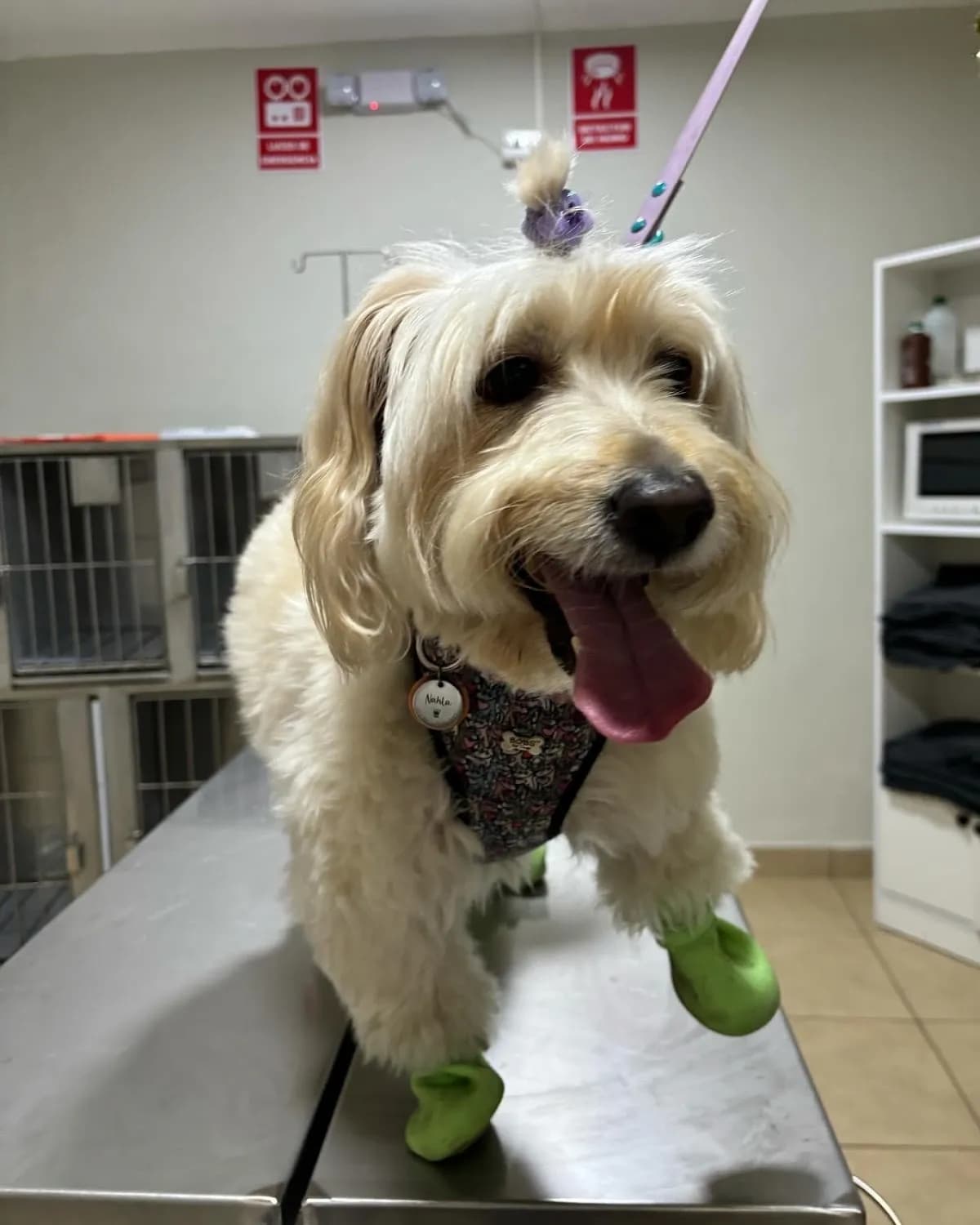 Feel Vet Veterinaria