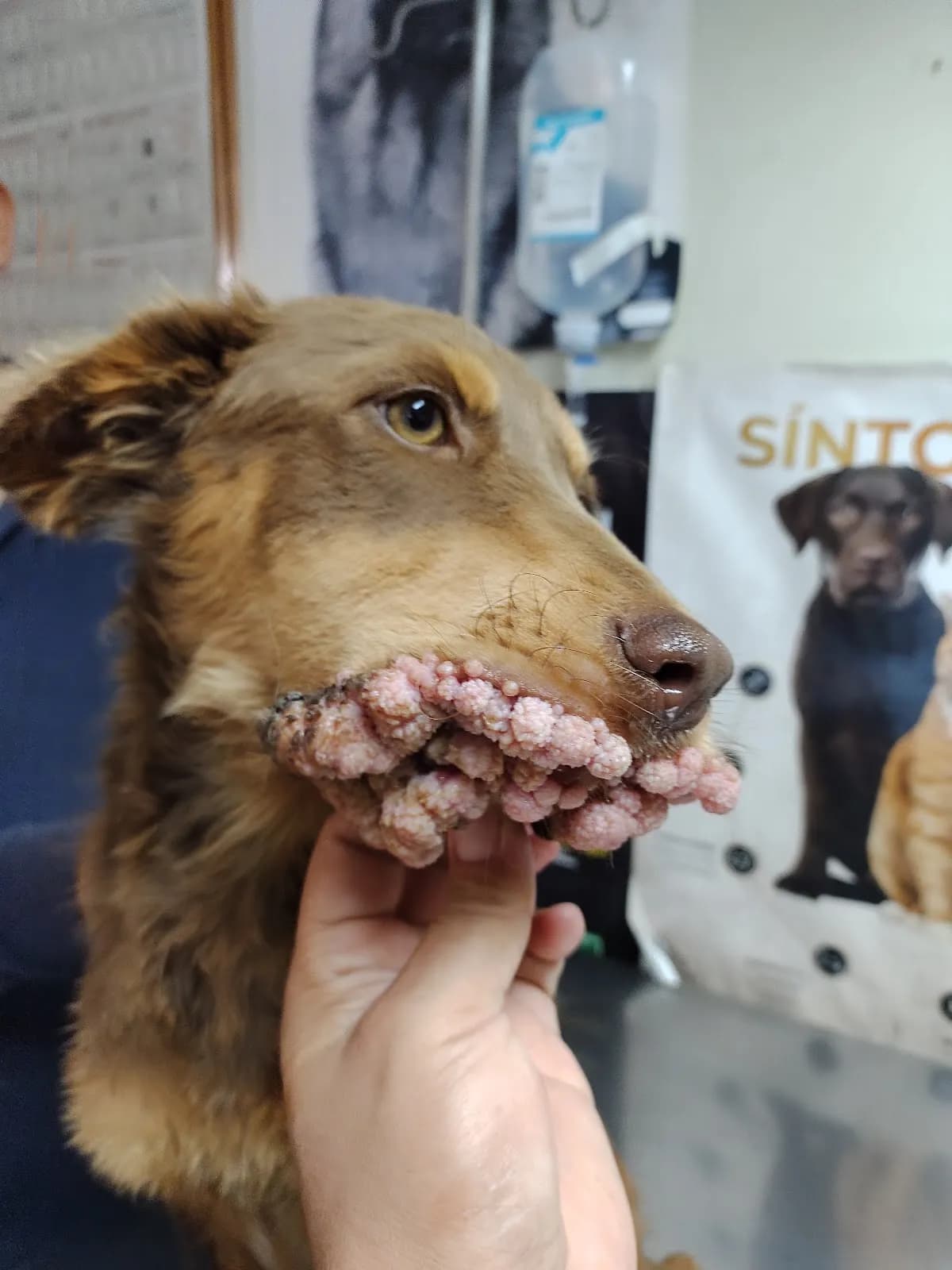 Veterinaria MascoVilla