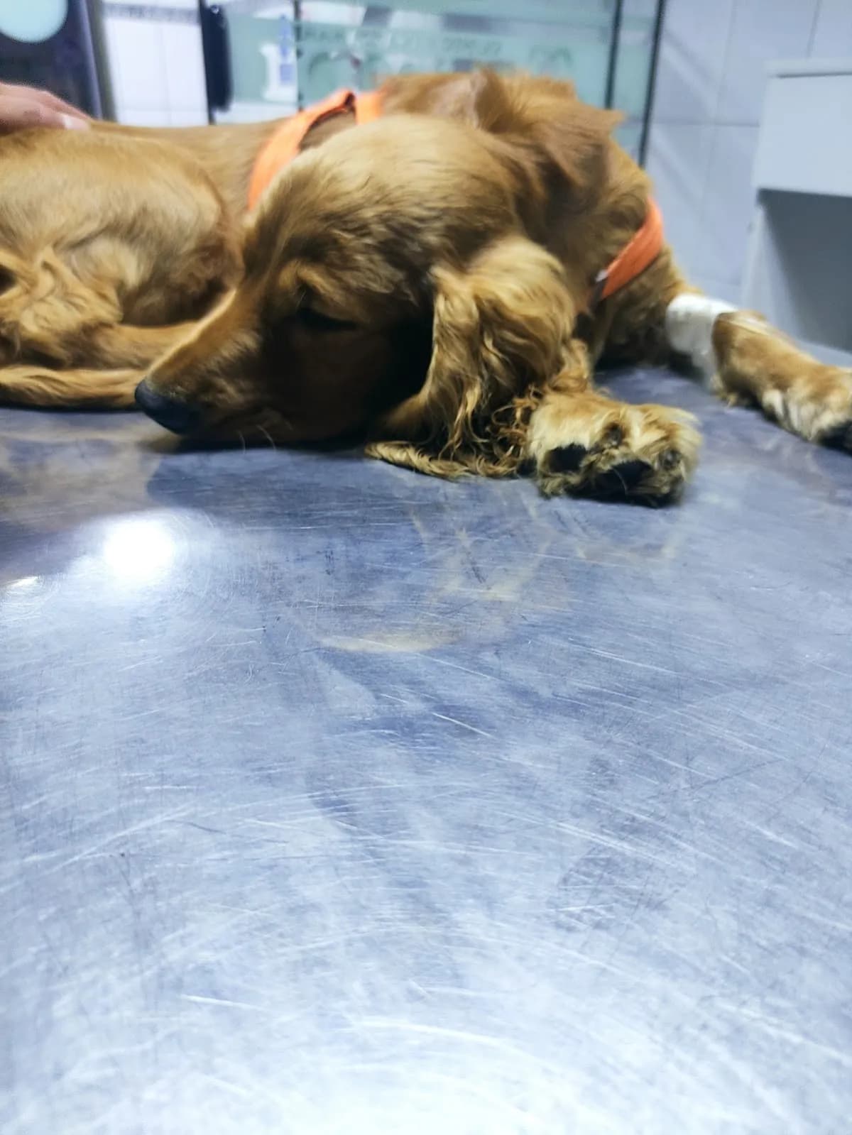 Veterinaria DR. WIDI