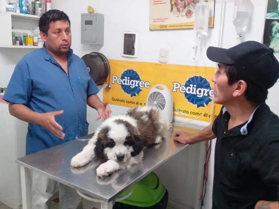 VETERINARIA Medi Can