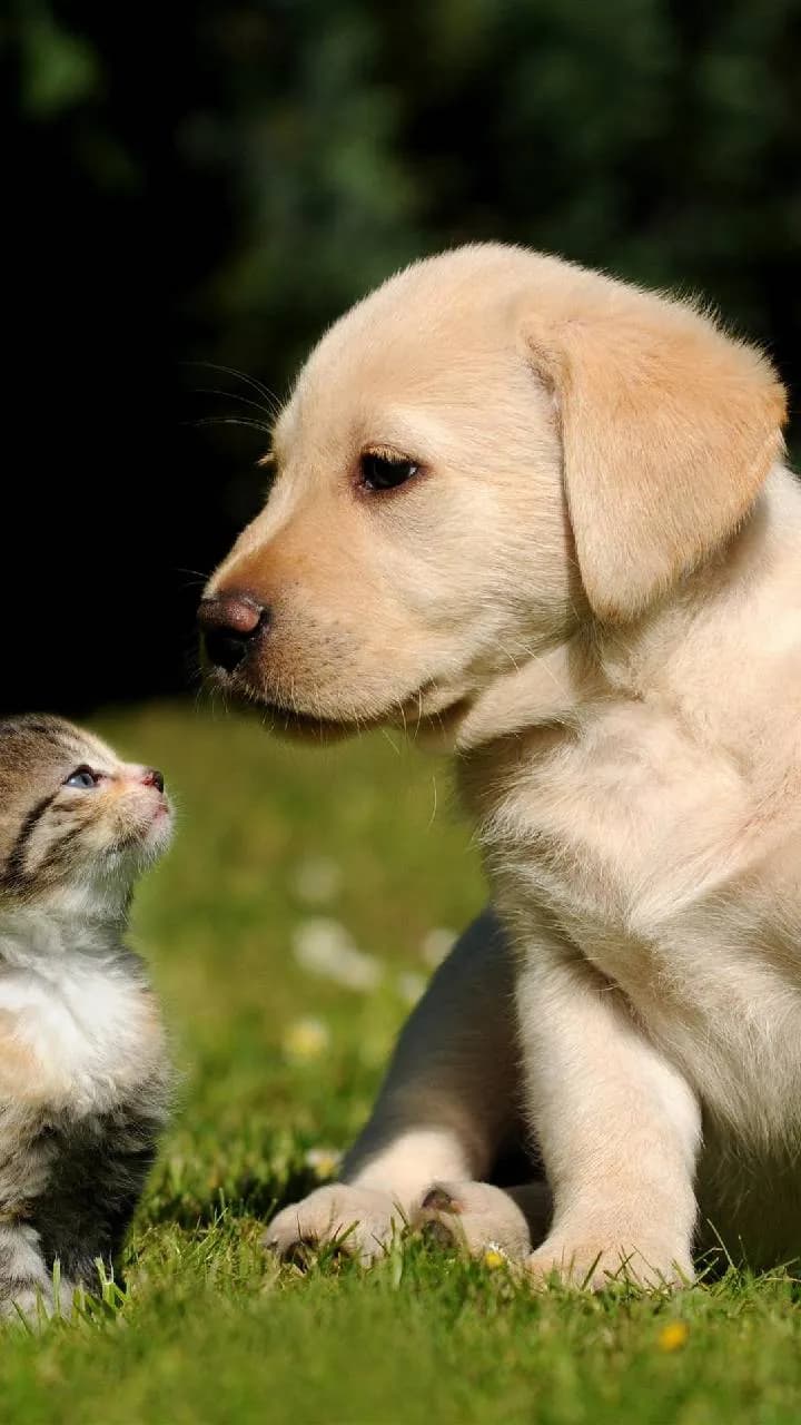 VETERINARIA PEPETS