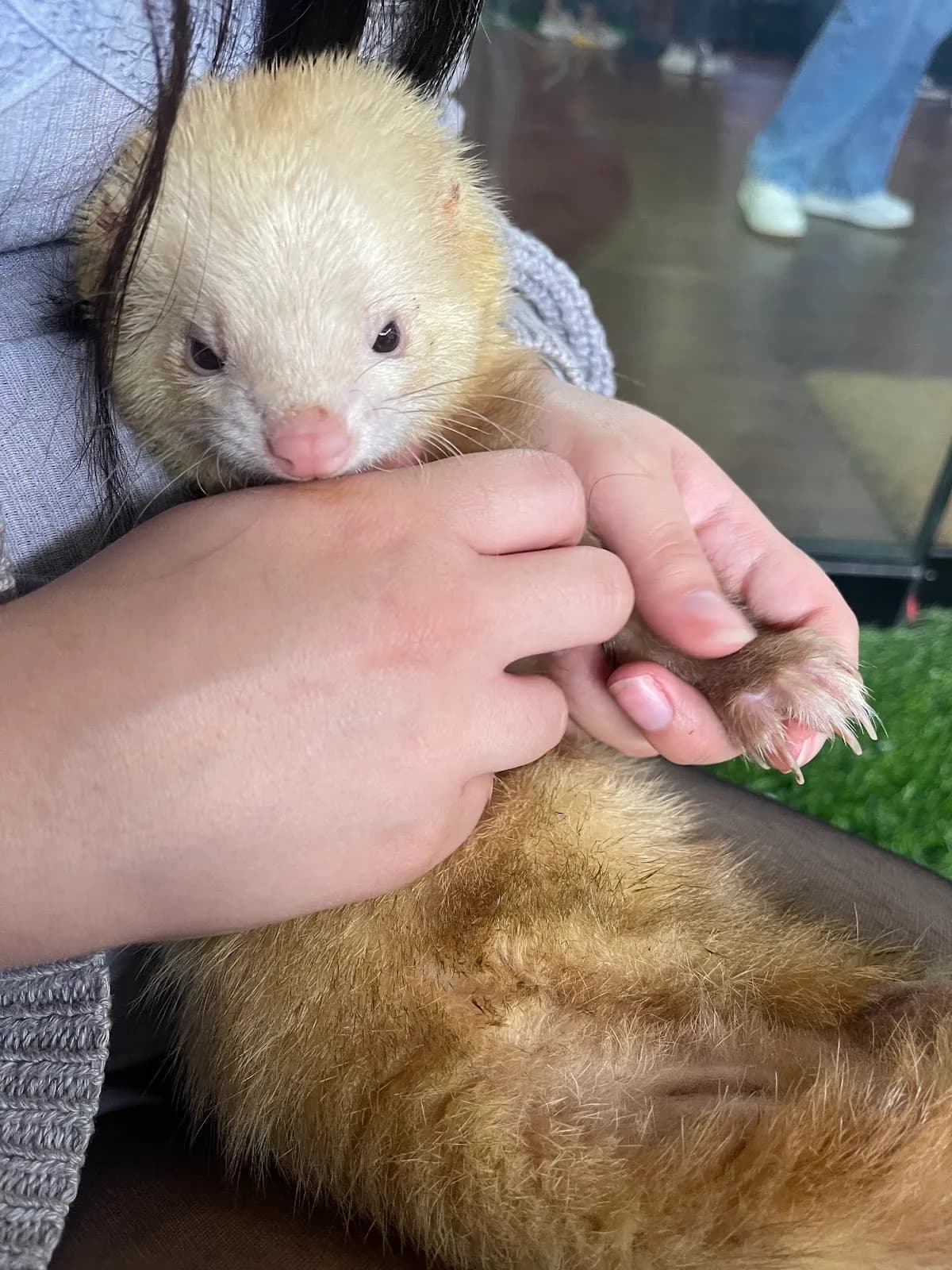 Veterinaria - FAUNA