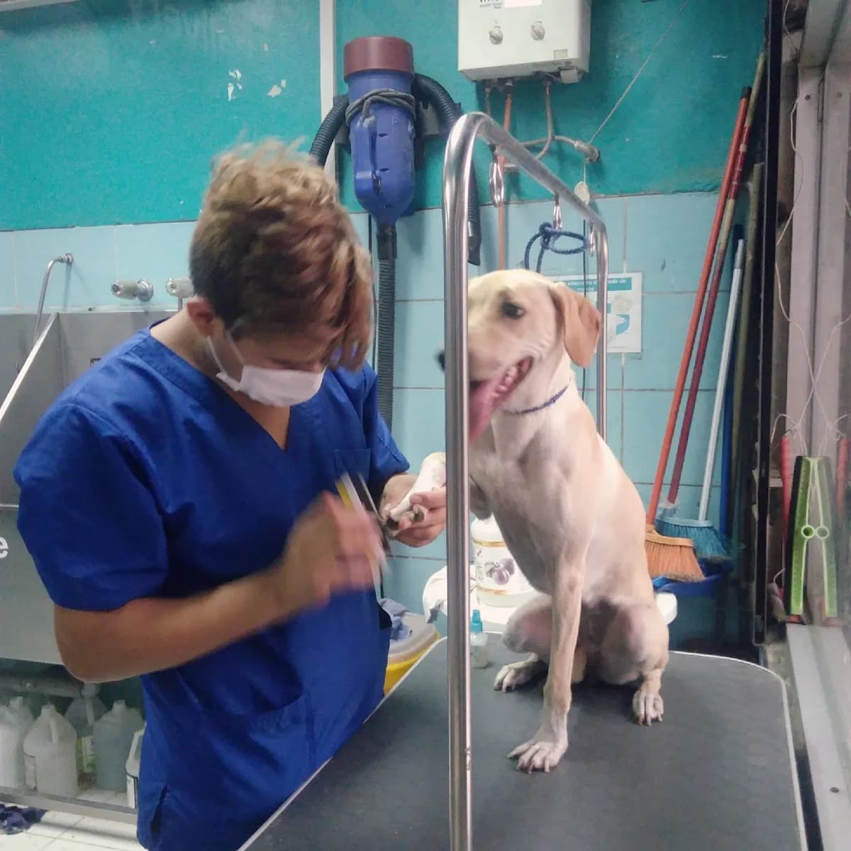 Vet's & Pet