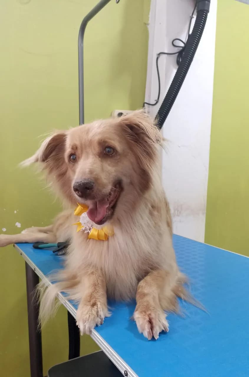 Veterinaria Kusi Alkho