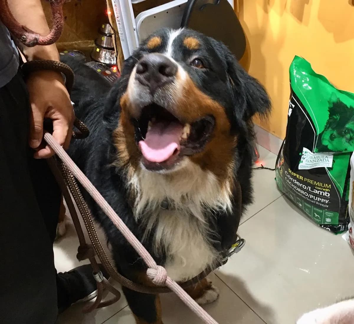 Chimú Veterinaria
