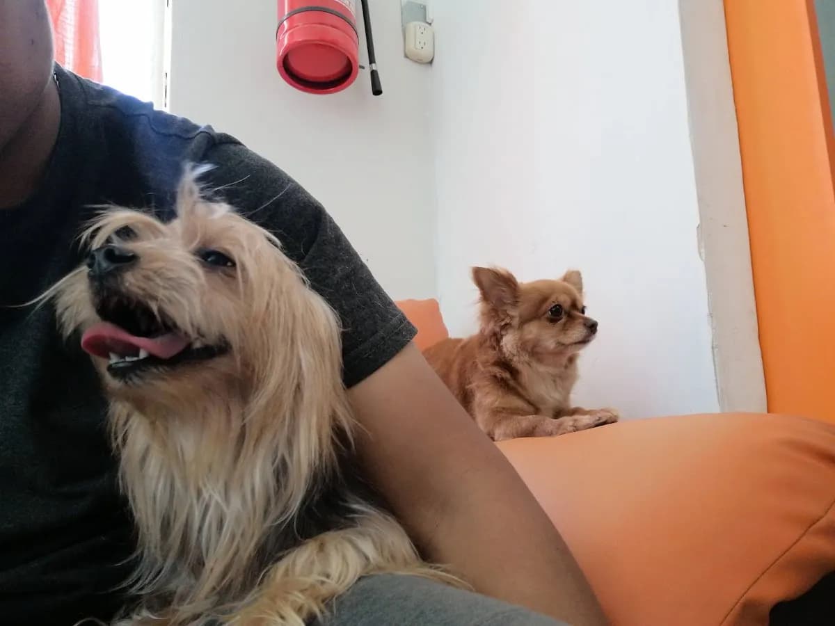 Pet Care Vererinaria