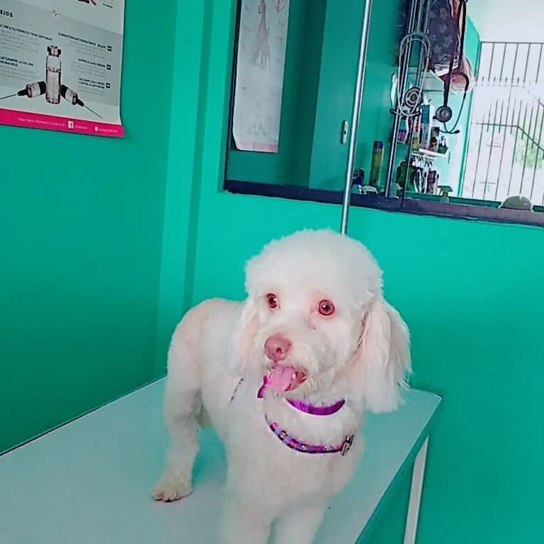WAMPO VETERINARIA
