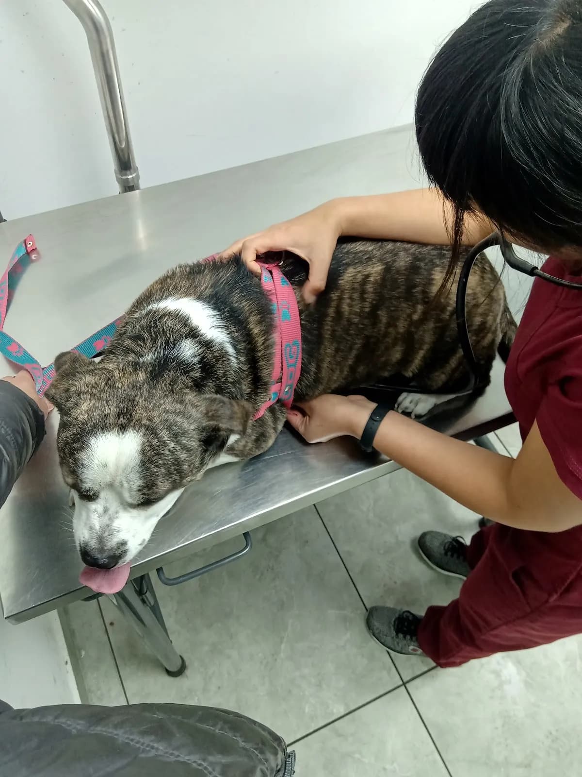 Petcare