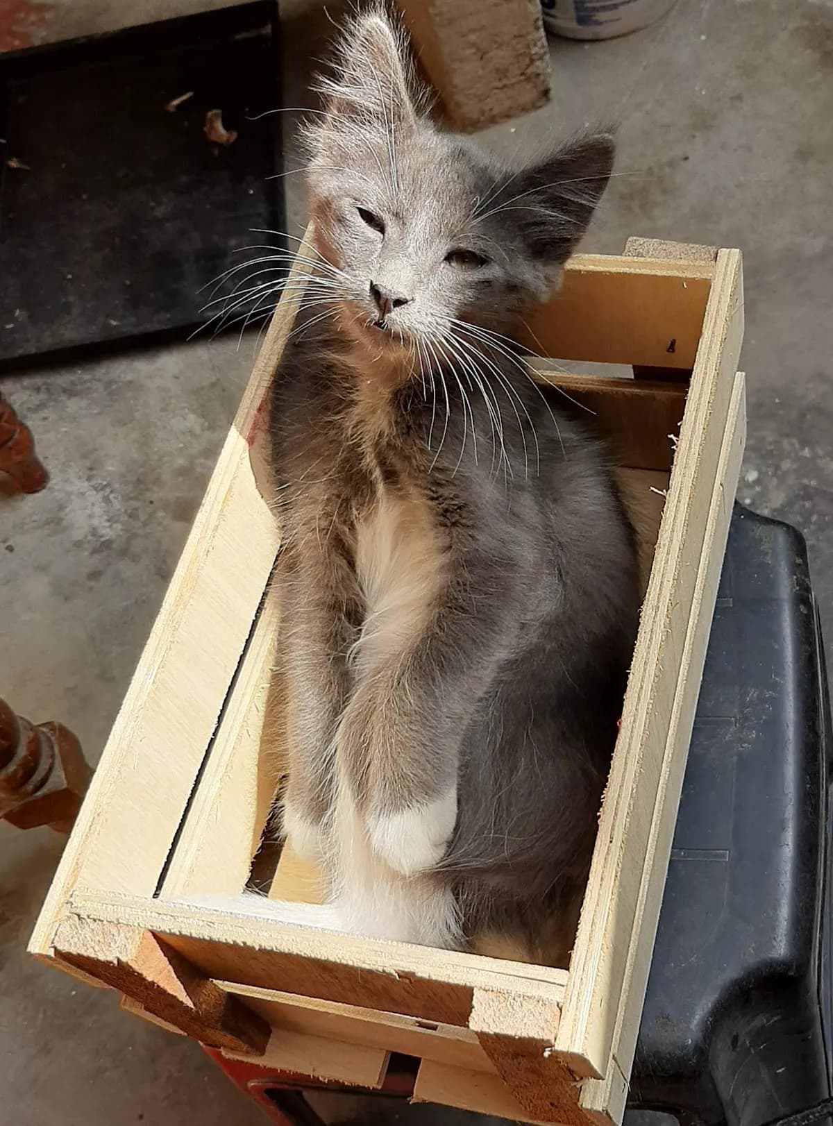 Veterinaria Sin Pulgas
